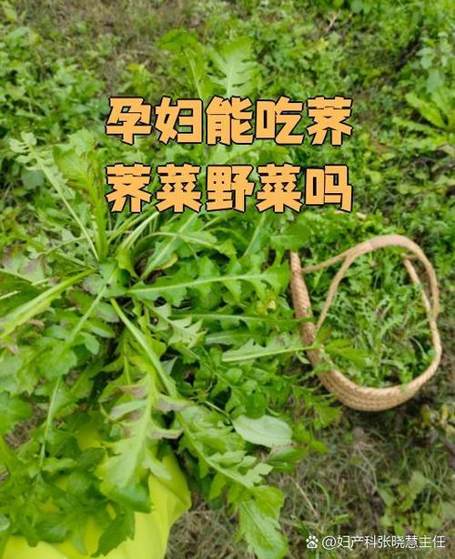 孕妇可以吃荠菜吗