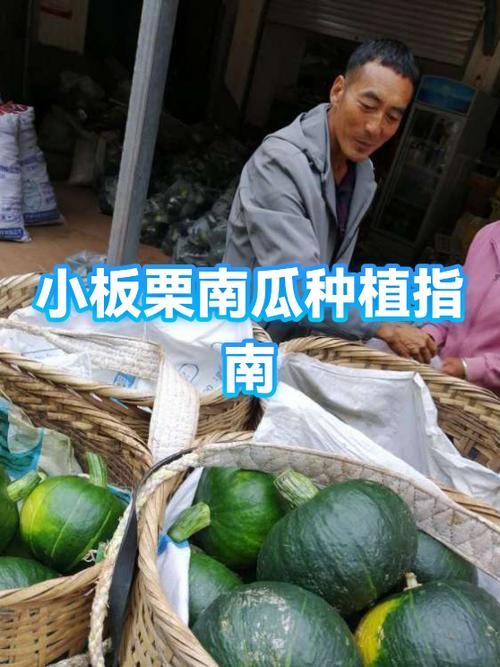小南瓜种植时间和方法游戏截图