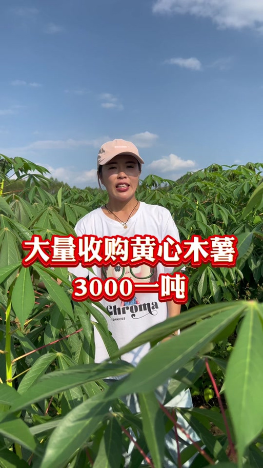 收购木薯厂家联系方式