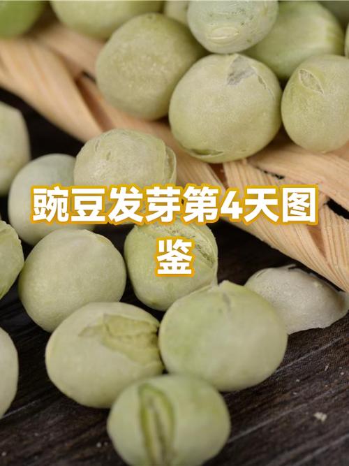 新鲜豌豆放冰箱发芽了
