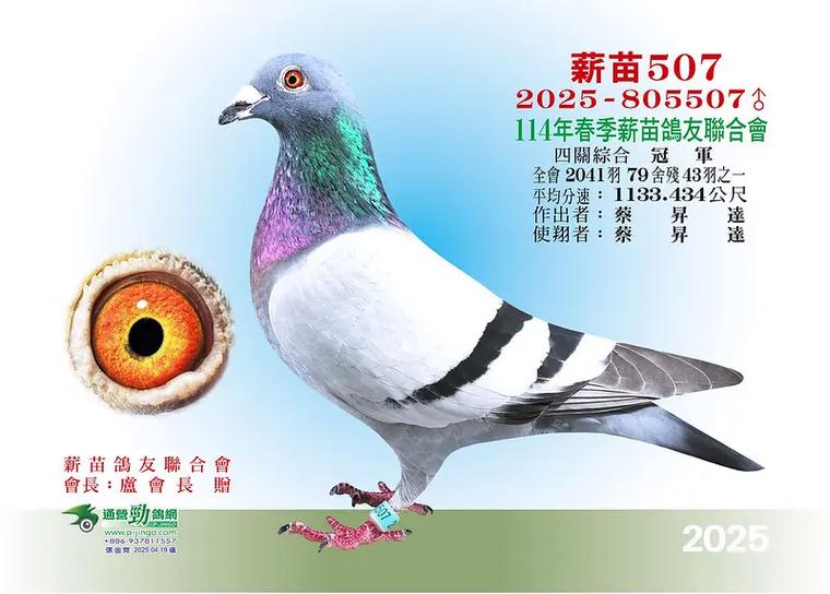 台湾海翔查鸽网