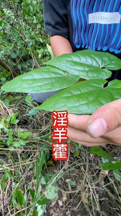 淫羊藿图片植物