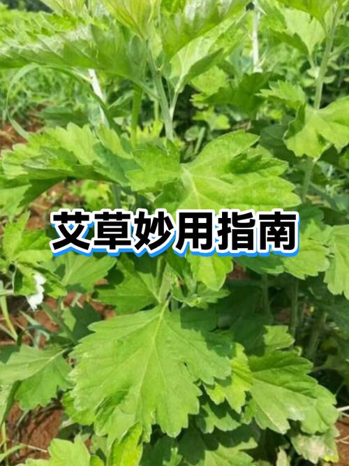艾草晒干可以怎么使用缩略图