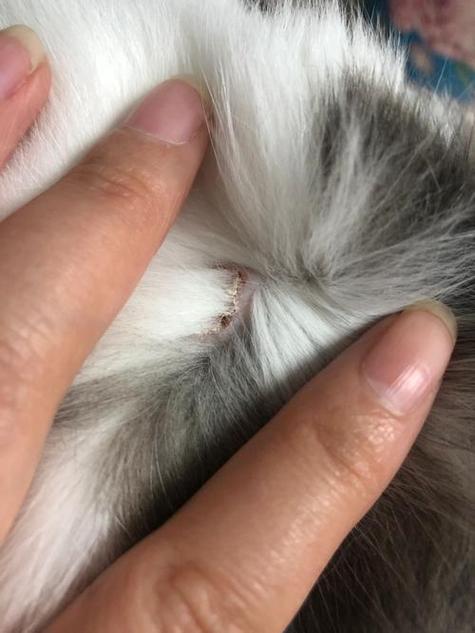 猫身上有疙瘩