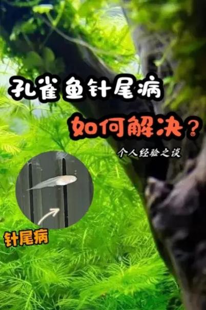 孔雀鱼水霉病图片