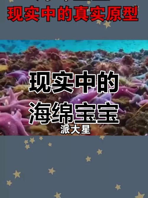 海绵宝宝原型图片