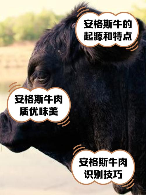 安格斯小牛一头多少钱