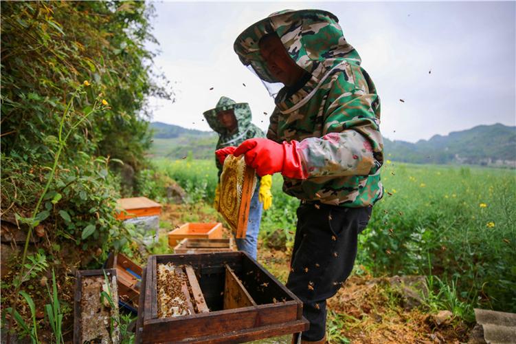 采蜂蜜的视频缩略图