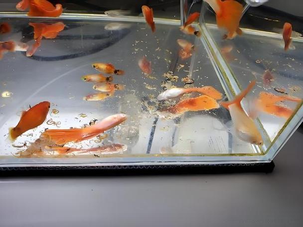 鱼缸莫名其妙死鱼有啥预兆