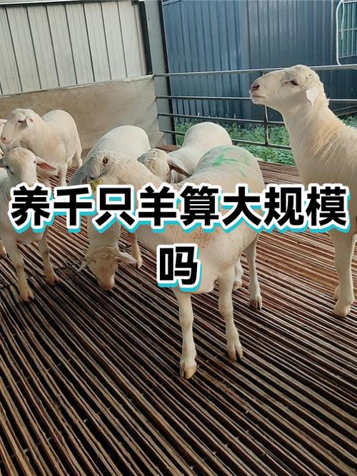 设某牧场现有1000只羊