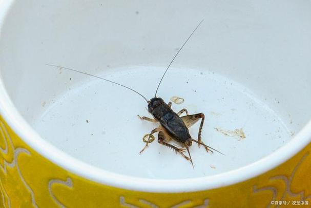 赶走蛐蛐