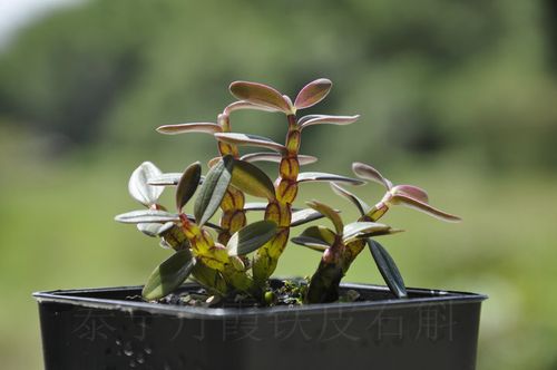 铁皮石铁皮石斛