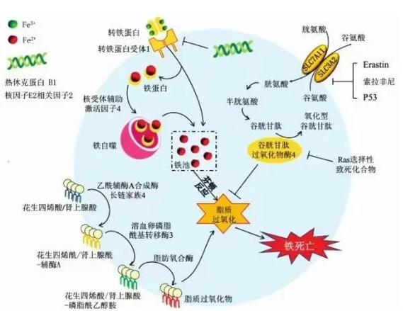 metalflame怀孕机制图标