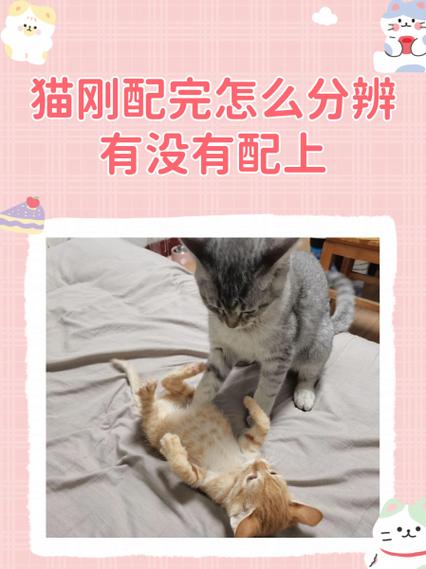 聊猫是什么意思