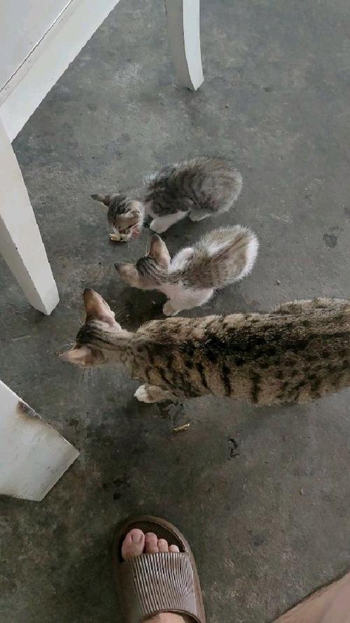 老舍《我们家的猫》原文
