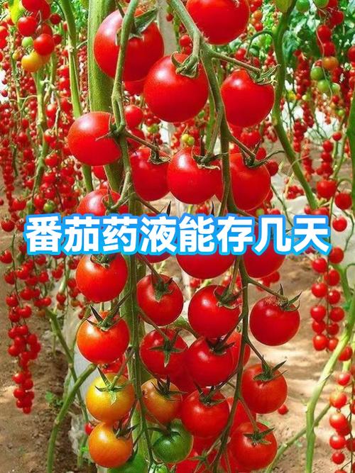 番茄兑现金