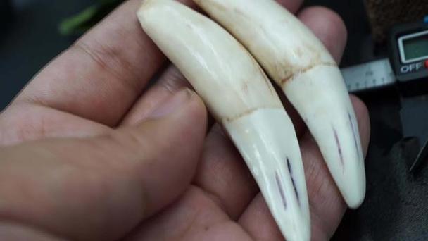 怎么判断虎牙的真假鉴别