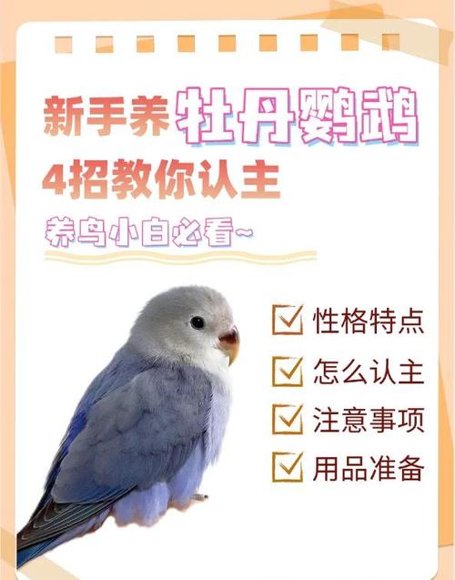 三种人不宜养鹦鹉