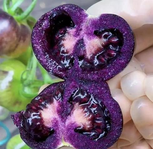 紫色番茄的害处和好处