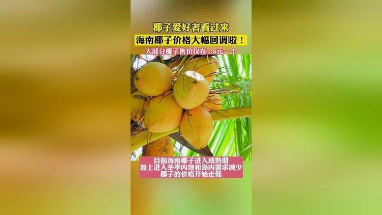 海南椰子价格