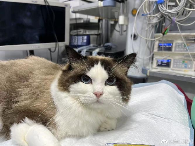 布偶猫能吃火腿肠吗
