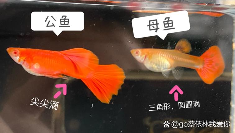 孔雀鱼没有公鱼能繁殖吗缩略图