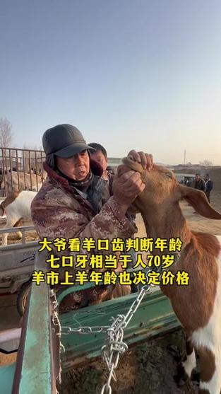 羊的智商相当于人几岁