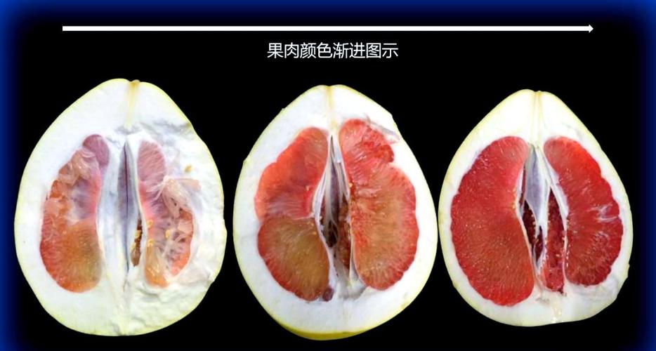 柚子好坏怎么判断
