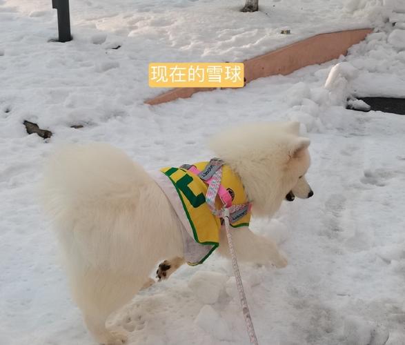 雪球投稿缩略图