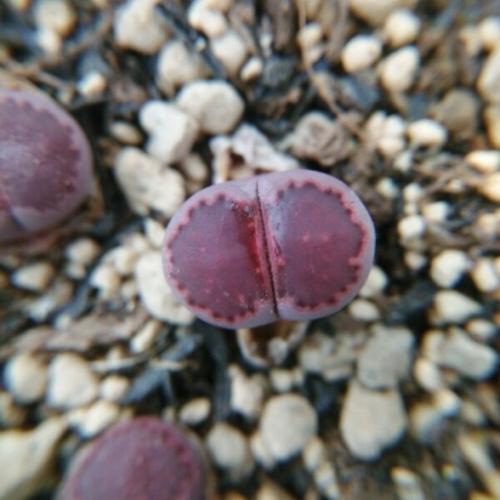 福来花下载