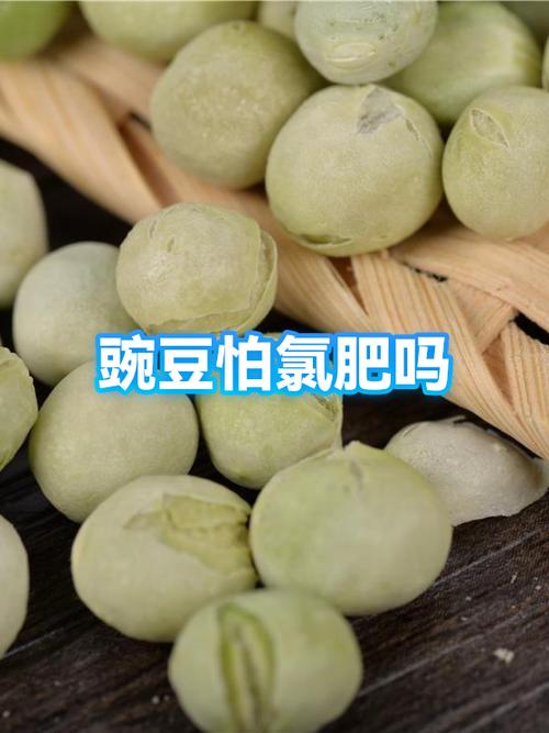 冷冻豌豆的禁忌
