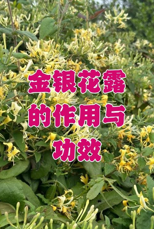 金银花露的小说分卷阅读方式