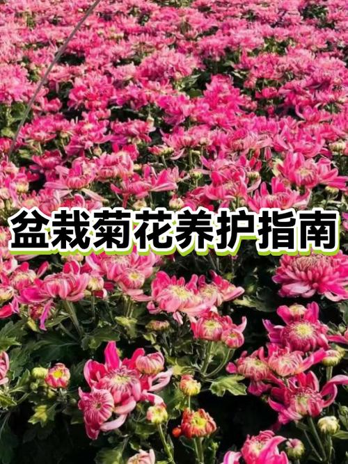 菊花夏天怎么养护