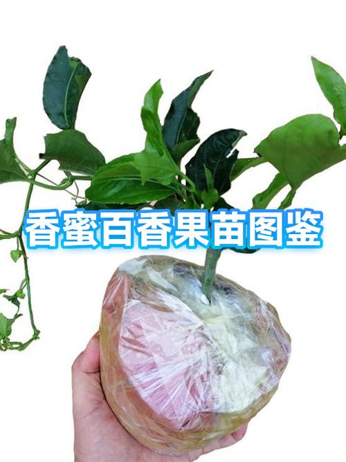 台湾香蜜百香果种植条件和方法