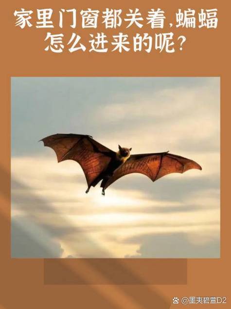 如何防止蝙蝠进屋