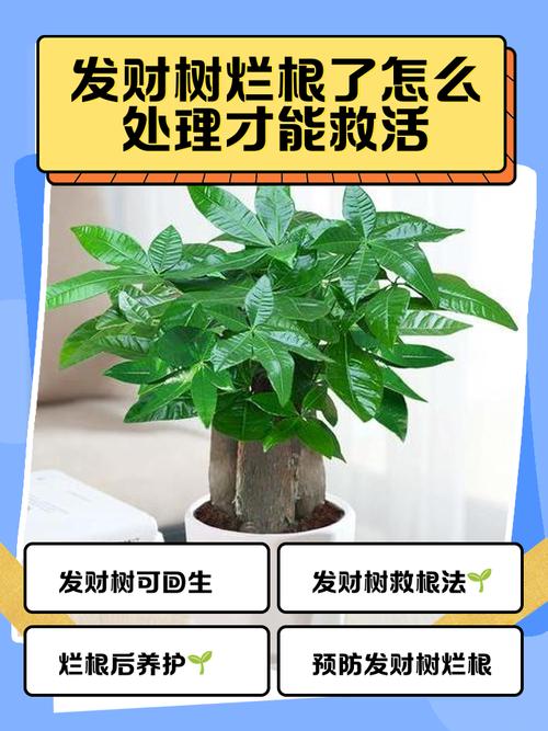 发财树烂根最简单补救办法