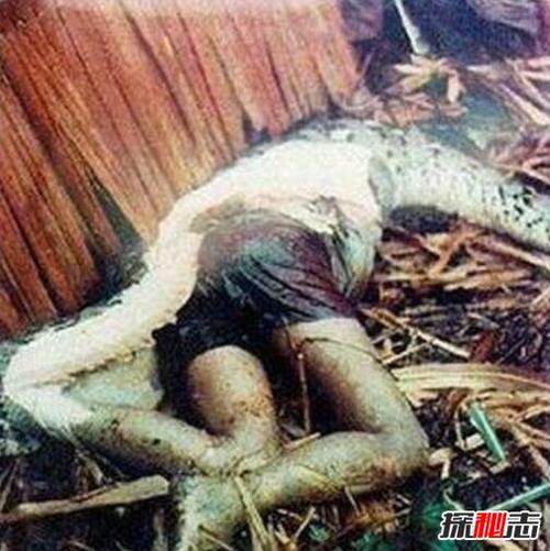 上古卷轴吞人大肚子女图标