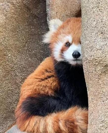 小熊猫表情包游戏截图