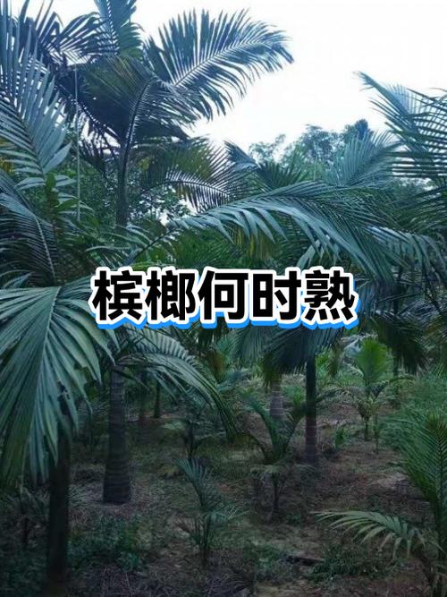 槟榔果什么时候成熟