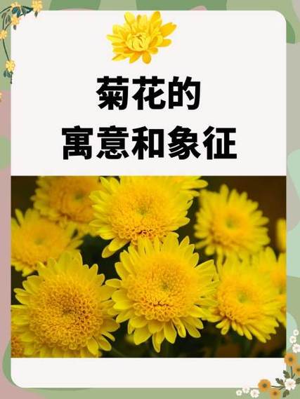 菊花什么含义