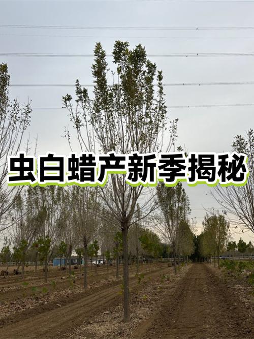 季蜡每天能拿多少个