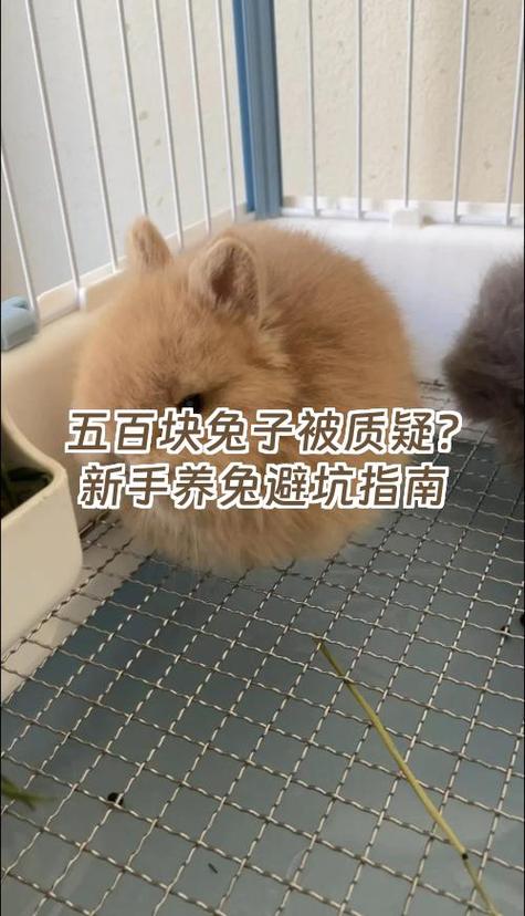 不想养的兔子怎么处理!