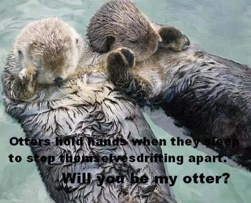 otter翻译中文
