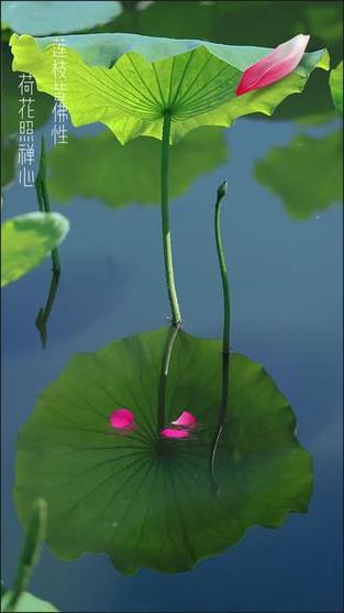 禅模式是什么意思