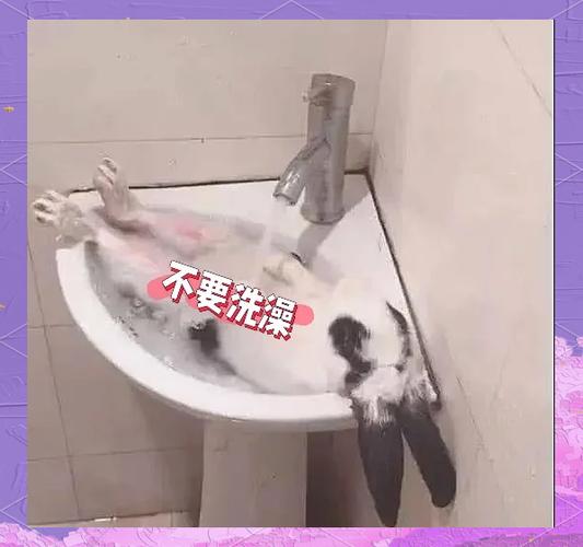 兔子洗完澡怎么补救