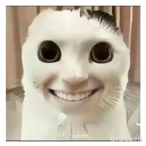 人脸猫表情包