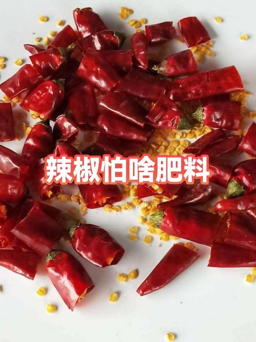 老鼠怕辣椒粉吗
