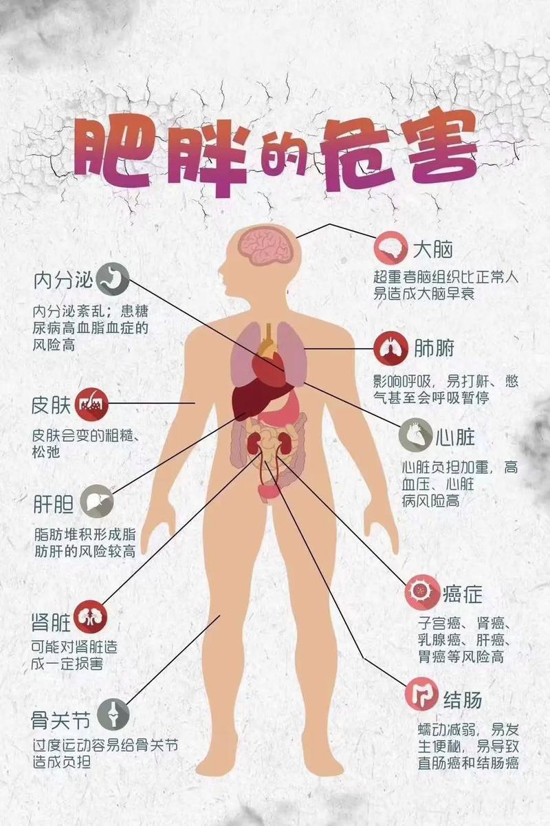 影响人体体型的因素