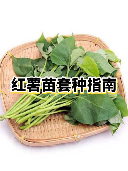 育红薯苗的全过程
