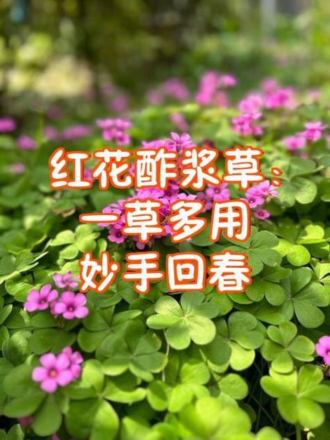 酸浆草的6大神奇功效